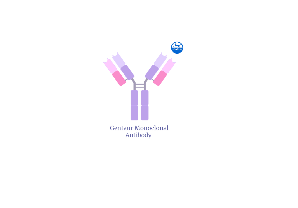 [FM-BLSN-004M] Rabbit Anti 2019-nCoV Spike Monoclonal Ant