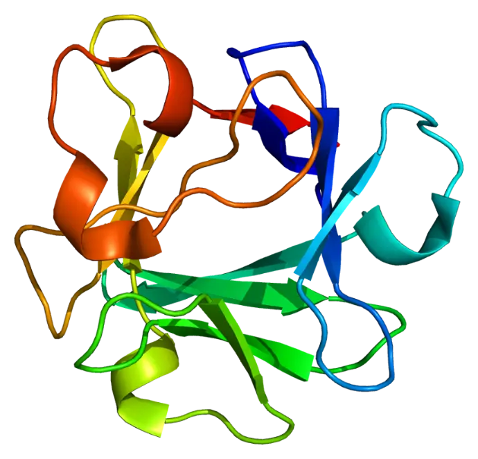 [Y00351H-10µg] bFGF/FGF-2 (10 µg)